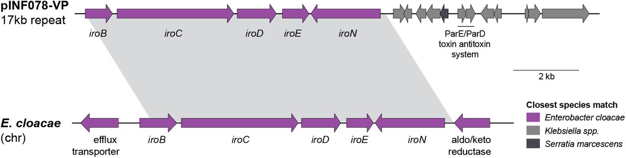 Genetic structure of 17 kbp repeat region in plasmid pINF078-VP and the chromosomally-encoded E. cloacae iro region.Shaded area indicates a homologous region of 95% nucleotide identity shared between the two sequences. Coding sequences are represented by the arrows and coloured according to the closest Enterobacteriaceae species match as indicated in the legend.