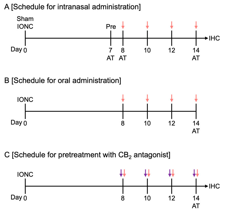 Drug administration and behavioral experiment schedule. (A) Intranasal administration of HU-308 (30 nmole, 10 µL) was performed 8, 10, 12, and 14 days after nerve injury. The red arrows indicate when HU-308 was administered. An acetone test (AT) was conducted one day before the initial drug administration (day 7), immediately after the initial administration (day 8), and after repeated administrations (day 14). Following the behavioral tests (day 15), brain tissue samples were collected from the mice for immunohistochemical analysis (IHC). (B) Oral drug administration was performed 8, 10, 12, and 14 days after nerve injury. The red arrows indicate when the drug was added. An acetone test (AT) was conducted after repeated administrations (day 14). (C) Pretreatment with SR 144528 was intranasally administered 15 min before each HU-308 administration. The red and purple arrows indicate when the HU-308 and SR 144528 were administered, respectively. An acetone test (AT) was conducted after repeated administrations (day 14).