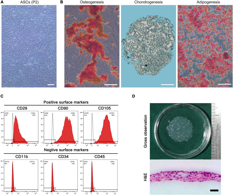 (A) Morphology of rat adipose-derived stromal cells (ASCs) at P2. Bar = 100 μm. (B) Osteogenic differentiation, chondrogenic differentiation, and adipogenic differentiation of ASCs revealed by alizarin red, alcian blue, and oil red O staining. Bar = 100 μm. (C) Flow cytometry analysis of the expression of cell surface markers related to stem cell phenotype in ASCs, which were positive for CD29, CD90, and CD105 and negative for CD11b, CD34, and CD45. (D) Macroscopic morphology and H&E-stained image of the ASC sheet. Bar = 50 μm.