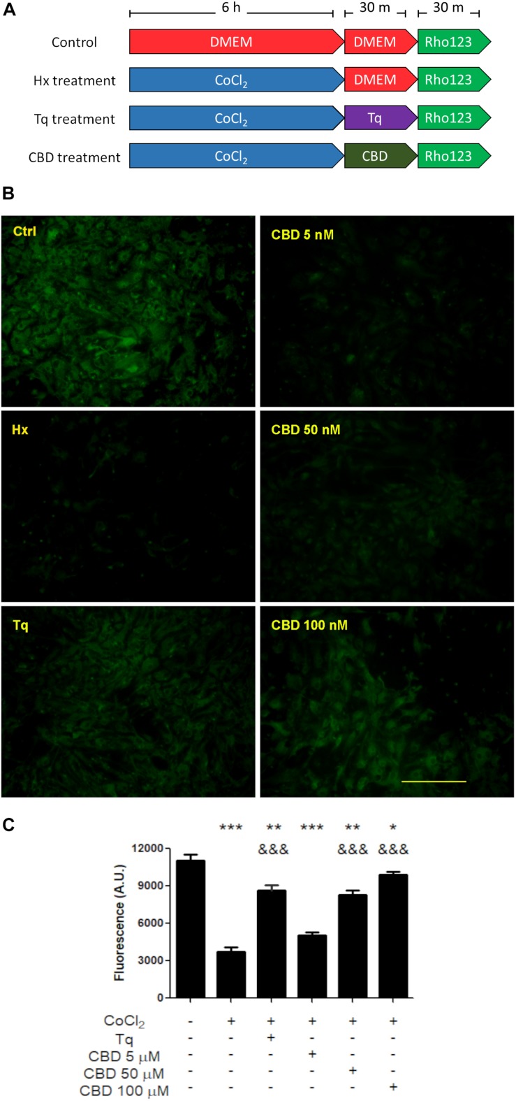 Effect of CBD on glial cells. (A) Schematic representation of the treatments and temporal profile applied on mixed glial cell cultures. (B) Representative images of the Rho-123 retention by glial culture after each treatment. (C) Quantification of the Rho-123 retention as fluorescence intensity for each treatment. At least 20–30 astrocytes were measured in a central field per well, but microglia were not included. Bars represent the mean ± SEM. The differences were analyzed by one-way ANOVA (p < 0.001) and Bonferroni post-test. Comparisons with the control were represented by an asterisk (*) while (&) represents comparisons against hypoxia treatment.