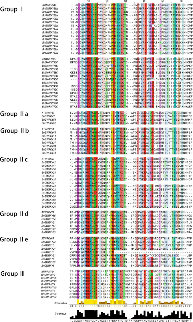 Multiple sequence alignment of the WRKY domains of BnGWRKY and selected AtWRKY domain. “N” and “C” indicate the N-terminal and C-terminal WRKY domain of a specific WRKY protein.
