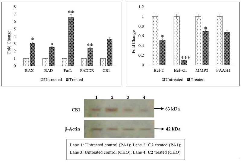 Enhanced expression of mitochondrial-associated (BAX and BAD) and death receptor (FasL and FADDR) transcripts alongside restricted antiapoptotic (Bcl-xL, Bcl-2 and MMP2) mRNA transcripts (on a real-time basis), hinting at intrinsic as well as extrinsic apoptotic routes for C2 (* p ˂ 0.05, ** p ˂ 0.005, *** p ˂ 0.001) in PA1 cells. In silico analysis predicted that C2 binds to CB1 receptor as well as FAAH1, a membrane-bound enzyme (which degrades endogenous anandamide), as confirmed by molecular docking, MD simulations and RMSD results (Figure S2). CB1 expression both at gene (threefold higher) and protein levels (immunoblots are provided; β-actin served as loading control) was triggered upon treatment with C2. On the contrary, FAAH1 expression was 0.4 times lower than that of untreated control and this could be a reason for the maintenance of steady bioavailability of C2 without degradation in the treated PA1 cell population.
