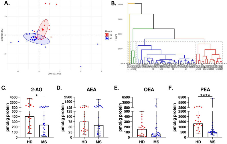Endocannabinoid levels are dysregulated in MS patients compared to HD. (A) Principal component analysis of the endocannabinoid profile in HD and MS patients at baseline. HD (red) locate in a differentiated region of space compared to MS patients at baseline (blue) (B) Hierarchical clustering of HD and MS patients at baseline imputed from the four endocannabinoids (2-AG, AEA, OEA and PEA). HD are indicated with a C and their corresponding sample number . (C–F) Individual levels (in pmol/g of protein) of each endocannabinoid in HD and MS patients at baseline. MS patients presented lower levels of 2-AG and PEA. The Mann–Whitney test was used to compare differences between groups. Data are expressed as median with range. *p < 0.05; ****p < 0.0001; ns, not significant.