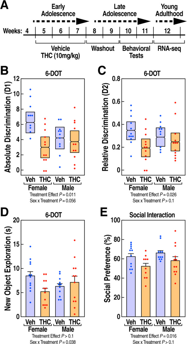 Adolescent exposure to THC reduced recognition memory and social interaction in a sex-specific manner.A Timeline of the study design. B Absolute discrimination index D1 and (C) relative discrimination index D2 are shown as mean ± 95% confidence intervals showing decreased recognition memory in THC-treated groups compared to vehicle controls. D Exploration time(s) of the novel object is expressed as mean ± SEM showing a decrease only in female mice. E Social preference (%) is expressed as mean ± SEM and is reduced in both females and males. Main effects and interactions found using LMM analysis and posthoc comparisons p values using Tukey HSD test.