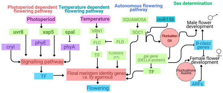 An overview of flowering and sex determination pathways in Cannabis sativa regulated by photoperiod, temperature, and endogenous signals, contributing to heterozygosity. The photoperiod pathway includes genes responsible for light perception and signal transduction, such as uvr8 (UV-B receptor), xap5 (circadian regulator), spa1 (suppressor of PHYA-105), cry1 (cryptochrome), phyA, and phyE (phytochromes A and E). The temperature-responsive flowering pathway involves vrn1, a vernalization-associated transcription factor. Both environmental pathways converge to activate endogenous flowering regulators and transcription factors (TFs) that promote the expression of floral meristem identity genes like lfy (LEAFY). Key regulators in this endogenous pathway include FLC, FLD, FT (FLOWERING LOCUS T or florigen), SOC1 (suppressor of constans1), and GAI (a DELLA protein involved in gibberellin signalling). Additionally, microRNA miR156 contributes to fine-tuning flowering time by modulating gene expression post-transcriptionally. Sex determination is integrated with hormone-regulated metabolic pathways, particularly involving gibberellic acid (GA) and auxin signalling. B-class homeotic genes control male flower development, while female flower differentiation involves auxin response factor (ARF) gene expression. Concurrently, these pathways modulate reproductive organ identity and contribute to the natural dioecy and genetic heterogeneity of C. sativa.