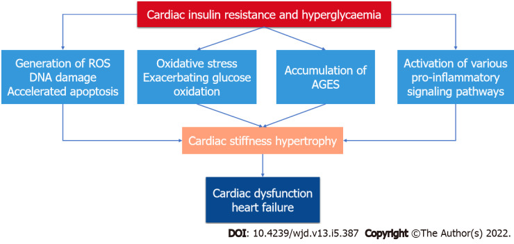 Molecular mechanisms of diabetic cardiomyopathy. Hyperglycemia and insulin resistance increase reactive oxygen species formation, oxidative stress, advanced glycation end-products formation, and the recruitment of various inflammatory pathways leading to cardiac dysfunction and heart failure. ROS: Reactive oxygen species.