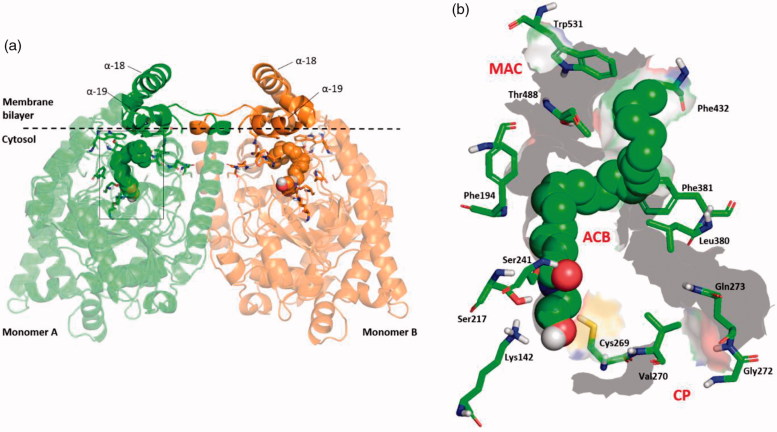 (a) 3D structure of the homo-dimer rat FAAH (rFAAH) model complexed with Anandamide (AEA). Monomer a and b are shown as green and orange cartoon, respectively. The membrane bilayer is indicated as dashed black line. (b) Details of the rFAAH binding cavity and channels. Key aminoacids of the binding cavity are highlighted as green sticks: Ser217:Ser241:Lys142 (catalytic triad), membrane access channel (MAC), the cytosolic port (CP) and the acyl-chain binding pocket (ACB).