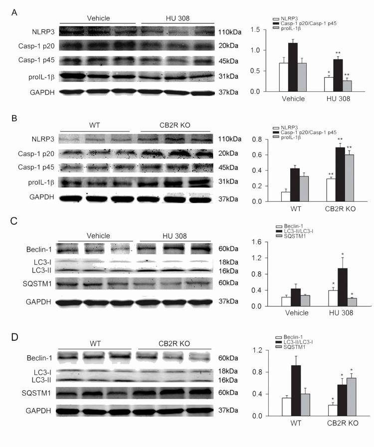 CB2R inhibits NLRP3 inflammasome activation and augments autophagy in colon from DSS-induced colitis mice.C57BL/6 mice were treated with vehicle or HU 308 (1 mg/kg, i.p.) once a day from day 0 to day 8 while receiving 3% DSS, the control animals received saline. In another set of experiments, WT and CB2R KO mice received 3% DSS for 8 days, the control mice were given tap water. Colon tissues were isolated from mice at day 8 and the expression of NLRP3, Casp-1 p20/Casp-1 p45 ratio, proIL-1β, LC3-II/LC3-I, Beclin-1 and SQSTM1 were analyzed by Western blot. (A) HU 308 significantly decreased the expression of NLRP3, Casp-1 p20/Casp-1 p45 ratio and proIL-1β. n = 6 per group. *P<0.05 vs. vehicle, **P<0.01 vs. vehicle. (B) In comparison with WT mice, the expression of NLRP3, Casp-1 p20/Casp-1 p45 ratio and proIL-1β were significantly increased in CB2R KO group. n = 6 per group. **P<0.01 vs. WT. (C) HU 308 significantly increased the expression of LC3-II/LC3-I, Beclin-1 and decreased the expression of SQSTM1. n = 6 per group. *P<0.05 vs. vehicle. (D) Compared with WT group, the expression of LC3-II/LC3-I and Beclin-1 was decreased and the expression of SQSTM1 was increased in CB2R KO group. n = 6 per group. *P<0.05 vs. WT.