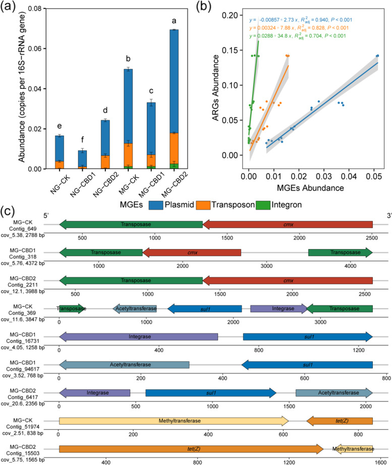 The abundance of MGEs (a), linear-regression analysis between the abundance of ARGs and MGEs (b), and the co-occurrence arrangements of ARGs and MGEs on the contigs (c) in the earthworm gut among treatments. NG-CK, NG-CBD1, and NG-CBD2 represent the earthworm gut samples in the un-manured soil with 0, 1.0, and 2.0 mg kg−1 CBD, respectively. MG-CK, MG-CBD1, and MG-CBD2 represent the earthworm gut samples in the manured soil with 0, 1.0, and 2.0 mg kg−1 CBD, respectively