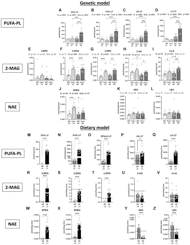 The hepatic endocannabinoidome is differentially impacted by the endogenous production and supplementation of ω-3 PUFA. Panels (A–L) refer to the genetic model and (M–Z) to the dietary model. (A, N) docosahexaenoic (DHA), (M) eicosapentaenoic (EPA), and (B, O) docosapentaenoic (DPA) ω-3 PUFAs. (C, P) Arachidonic (AA), (D, Q) linoleic acid (LA) ω-6 PUFAs. 2-monoacylglycerol (2-MAG) form of (E, R) EPA, (F, S) DHA, (G, T) DPA, (H, U) AA, and (I, V) LA PUFA precursors. N-acylethanolamine (NAE) form of (W) EPA, (J, X) DHA, (K, Y) AA, and (L, Z) LA PUFA precursors. Values are means ± SEM of n = 9–13 mice per group. For the genetic model: two-way ANOVA followed by Tukey’s post-hoc test. P-values of main effects for diet (D) and gene (G) or diet × gene (D × G) interaction are recorded under the title of each graph. For the dietary model: one-way ANOVA followed by Dunnett’s post-hoc test compared to HF-ω6 group. Dotted line represents LF-ω6 group as a reference. *P < .05, **P < .01, ***P < .001.