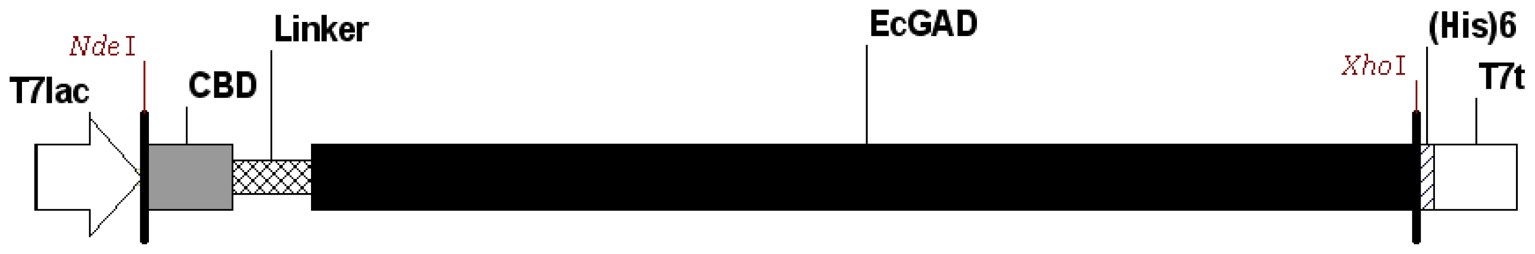 A schematic representation of the expression vector for CBD-GAD-H6 fusion protein. E. coli-derived glutamate decarboxylase (EcGAD), glutamate decarboxylase from E. coli; CBD and linker, the cellulose-binding and linker domains of T. harzianum endoglucanase II; (His)6, 6× histidine tag sequence; T7lac, T7 promoter sequence; T7t, T7 terminator sequence.