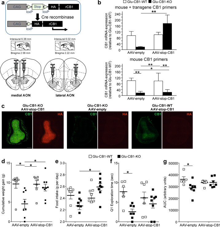 Rescued CB1 expression in glutamatergic neurons in the olfactory cortex partly restored diet-induced obesity in Glu-CB1-KO mice.a Scheme of adeno-associated viral bilateral injections in the medial and lateral AON for the rescue of CB1 in olfactory cortical areas in Glu-CB1-KO mice. b qPCR analysis of CB1 gene expression in brain punches of the AON in the four AAV-injected groups of mice. Use of different primer pairs allowed distinction of total CB1 expression (endogenous mouse and transgenic CB1; upper panel) and only mouse CB1 expression (lower panel). c Representative immunofluorescence images of CB1 and HA-tag protein expression in the OB of AAV-stop-CB1 Glu-CB1-KO, AAV-empty Glu-CB1-KO mice, and AAV-stop-CB1 Glu-CB1-WT mice. Scale bar: 400 μm. Cumulative weight gain (d) and food intake (e) of AAV-injected Glu-CB1-WT and Glu-CB-KO mice during the last 8 weeks after AAV-mediated gene delivery. f Exploration time to first exposure to the odor (Q1) during the habituation odor test and g area under the curve (AUC) of glucose tolerance test in the same experimental groups of mice. Sidak multiple comparison test following two-way ANOVA: *p < 0.05, **p < 0.01. Data are expressed as mean ± SEM.