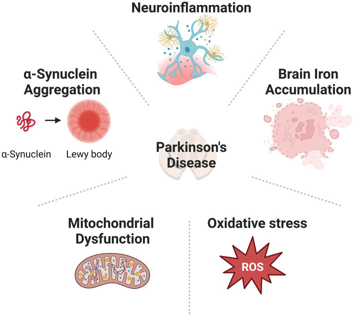 Cause of PD is various, including α-synuclein aggregation, mitochondrial dysfunction, oxidative stress, abnormal iron accumulation, and neuroinflammation.