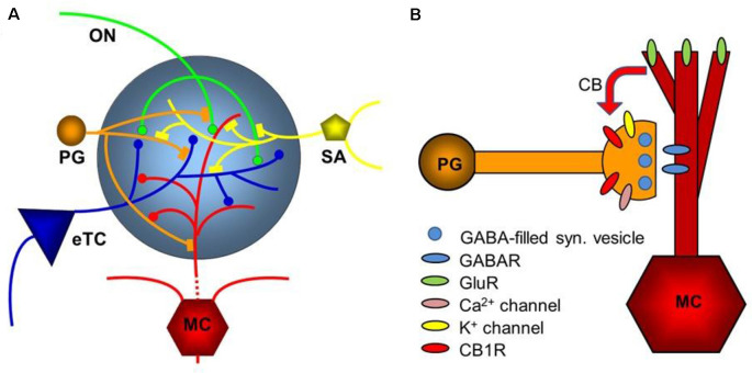 Diagram of the glomerular network. (A) Olfactory nerve (ON) afferents enter the main olfactory bulb through the olfactory nerve laver to synapse with periglomerular cells (PG), mitral cells (MC), and tufted cells (of which only external ones, eTCs, are shown) within the glomerular layer. Periglomerular cells inhibit olfactory nerve terminals, external tufted cells, and mitral cells. The processes of Short Axon (SA) cells, which are GABAergic and dopaminergic, receive excitatory synaptic input and form extensive interconnections between glomeruli. Mitral cell apical dendrites convey sensory information to deeper layers of the main olfactory bulb. Mitral cells and tufted cells form dendrodenritic synapses with glomerular neuronal processes. (B) Dendrodendritic interactions of mitral cells and periglomerular cells. Cannabinoids are released non-synaptically by mitral and potentially other cells and act on cannabinoid receptors in periglomerular cells to modulate their synaptic release of GABA. Only the apical dendrite of the mitral cell is shown. GABAR—GABA receptors, GluR—ionotropic and metabotropic glutamate receptors. Panel (A) is modified from Harvey and Heinbockel (2018) with the permission of the publisher MDPI. Panel (B) is from Wang et al. (2019).