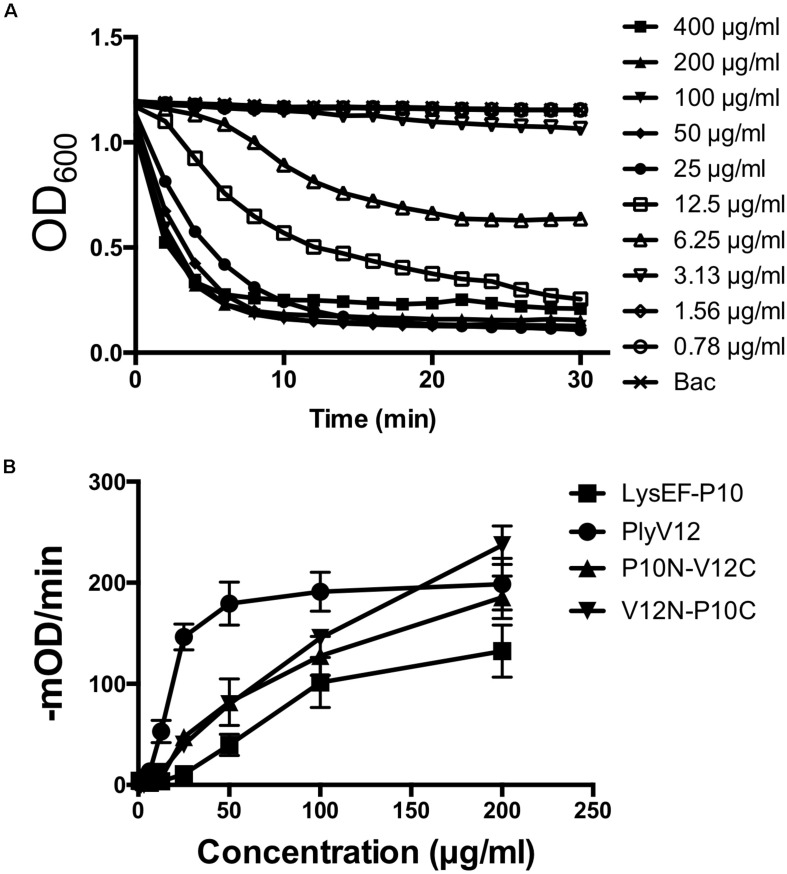 Lytic activity characterization. (A) Lytic kinetics of PlyV12 against E. faecalis OR1GF strain at various doses as measured by the reduction in OD600. (B) Lytic activity at various doses as measured by the rate of reduction in OD600 in the first 3 min. These experiments were performed in biological triplicates; error bars represent standard deviation.