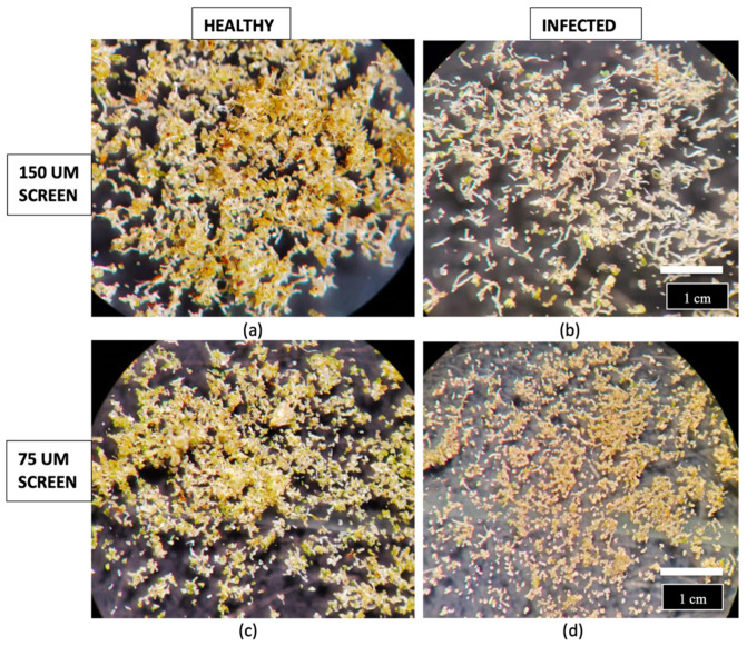 Impact of hop latent viroid infection on cannabis trichome development and size. (a) A healthy plant of genotype ‘D7’ produces large quantities of yellowish-brown trichomes collected on screen sizes of 150 µm (a) and 75 µm (c). An HLVd-infected plant produces fewer trichomes collected on the 150 µm screen that are yellowish-white in colour (b) and large quantities of smaller, poorly developed trichomes collected on the 75 µm screen (d). These images show a direct negative impact of HLVd infection on trichome development in this cannabis genotype (highly susceptible).