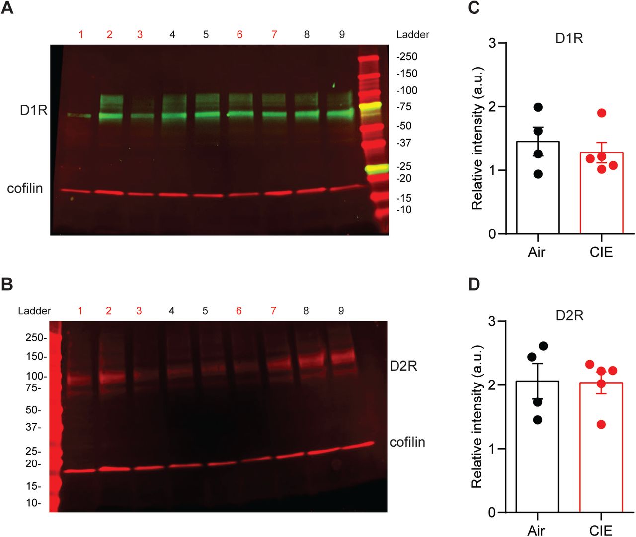 No change in DS D1 or D2 receptor expression in CIE mice compared to Air controls.(A) Example immunoblots for D1 and (B) D2 dopamine receptors (Air = 4, 5, 8, 9; CIE = 1, 2, 3, 6, 7). (C) Band density for D1 and (D) D2 receptors normalized to coflin averaged across two runs. Bar graphs represent the mean ± SEM.