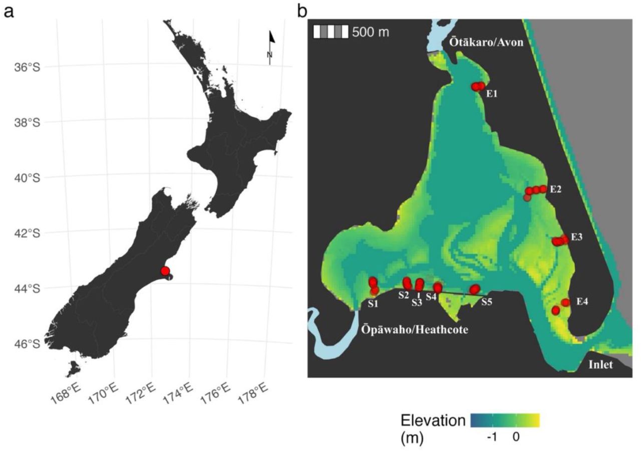 (a) Location of Ihutai/Avon-Heathcote estuary, near Ōtautahi/Christchurch, New Zealand, and (b) quadrat sampling sites (S1-5 & E1-4) where interactions were recorded (red), with two river locations that feed the estuary depicted in light blue.
