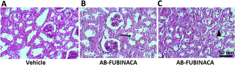 Periodic Acid-Schiff (PAS) staining in renal tissue of vehicle and AB-FUBINACA treated mice. A Normal tubules and glomeruli in vehicle treated mice. B and C Proximal tubules show tubular epithelial vacuolization and flattening, simplification of brush borders (black arrow in B), and sloughing of tubular epithelial cells (arrow head in C) in AB-FUBINACA treated mice