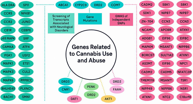 Genes implicated in cannabis use and Cannabis Use Disorder (CUD) overlap with pathways linked to schizophrenia, depression, anxiety, and Reward Deficiency Syndrome (RDS), including substance use disorders. Clarifying how genetic and epigenetic variation modulates cannabinoid signaling is pivotal for mechanistic research, targeted therapeutics, and the development of purified cannabinoid compounds suitable for FDA evaluation. Deeper insight into these determinants will enable more effective treatments and advance personalized medicine (reproduced with permission (5)).
