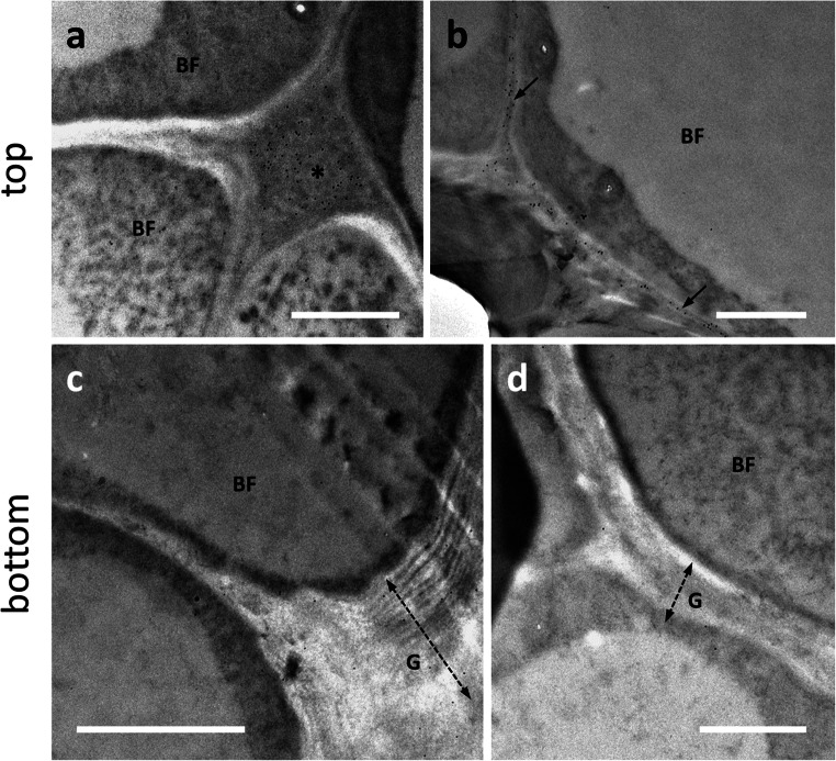 Analysis with JIM7 antibody directed against methyl-esterified pectins. a–b Top internode of nettle stem. a Two developing bast fibers (BF). The JIM7 antibody signal is not detectable, neither in the cytoplasm nor in the cell wall. In contrast, the signal is very clear in the intercellular space (asterisk). Bar: 1000 nm. b Another example of a developing bast fiber (BF). The JIM7 signal is observed at the level of the middle lamella that separates the bast fiber from adjacent cells (arrows). Bar 1000 nm. c–d In the bottom internodes of the nettle stem, the JIM7 signal was rarely detected. Bars: 2000 nm. Double dashed arrows indicate the thickness of the G-layer, which is very large in c because of the cutting angle