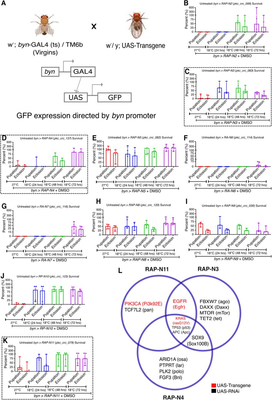 Model building, validation and phenotypic characterisation show(A) Crosses of Nigerian Avatar lines with w−;; byn-GAL4, pTub-GAL80TS, UAS-GFP/TM6b GAL80 to express the tumour in the hindgut with a GFP reporter (B-K). Temperature calibration of ten CRC patient-derived avatars (byn>RAP-N2 to byn>RAP-N11) (n=3 to 5 samples per group). The survival of byn>RAP-N3, byn>RAP-N4 and byn>RAP-N11 are highlighted by the broken line squares (C, D & K). (L) a Venn diagram of overlapping mutations with their Drosophila orthologs in the highlighted three models. In (B-K), data are presented as median ± range. p < 0.05 (two-way ANOVA with Tukey’s post-hoc test).