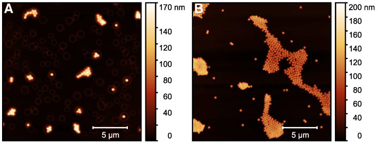 AFM height images (20 × 20 μm) for the microgel particles in ethanol/CBD solution (A) and after the release of CBD in ethanol solution (B). The measurements were performed in the dried state at room temperature. The images were used to extract height profiles of the microgel particles using the software GWYDDION.
