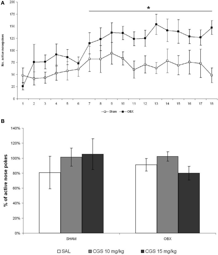 Acute pre-treatment with CGS does not affect METH self-administration. (A) METH self-administration in OBX and SHAM rats. Data expressed as daily means (±s.e.m.) of active nose-pokes in SHAM (n = 7) and OBX (n = 7) Sprague Dawley rats during methamphetamine self-administration training. Significant difference was recorded from the day 7 onwards, *α < 0.05 (day 7–12: *α = 0.041, day 13–18: *α = 0.027, repeated measures ANOVA). (B) Effect of acute pre-treatment with CGS-12066B on METH self-administration. Data are expressed as percentage changes of active lever pressing compared to six-day baseline (assumed as 100%). The repeated measures ANOVA did not detect a significant effect of drug treatment.