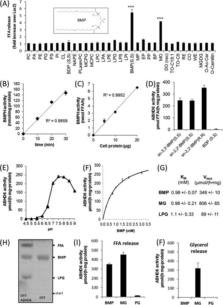 Substrate selectivity and pH dependence of ABHD6. A, the coding sequence of mouse ABHD6 was cloned into a mammalian expression vector (pcDNA4/HisMaxC) and overexpressed in COS-7 cells. Cell lysates (1000 × g supernatant) containing recombinant ABHD6 were incubated with various polar and neutral lipids. Lipid degradation was monitored by measuring the release of FFA. Cells expressing β-galactosidase (LacZ) were used as a negative control. Data are expressed as -fold increase in FFA release over LacZ. For more information about lipids, see “Experimental Procedures.” Inset, sn-2,2′-dioleoyl BMP. B and C, time- (B) and dose-dependent (C) hydrolysis of BMP by Cos-7 lysates overexpressing ABHD6. The activity detected in cells expressing LacZ was set as blank. D, degradation of sn-3,3′-BMP(S,S), sn-2,2′-BMP(S,S), sn-3,3′-BMP (R,R), and bis(diacylglycero)phosphate(S,S) by purified GST-tagged ABHD6. E, pH dependence of purified GST-ABHD6 using BMP(S,S) as substrate. Activity assays were performed in 50 mm acetate (pH 4.5–5.5), MES (pH 5.5–6.5), and bis-tris propane buffer (pH 6.5–9.0). F, substrate saturation kinetics of purified GST-ABHD6 using BMP(S,S) as substrate. G, Km and Vmax values using BMP(S,S), racemic MO, and LPG as substrate. Values were calculated by nonlinear regression analysis (SigmaPlot). H, TLC analysis showing that partial digestion of BMP with GST-ABHD6 results in the accumulation of LPG and FFA. After digestion, lipids were isolated by butanolic extraction and applied to TLC analysis using chloroform/methanol/water (60/25/4, v/v/v) as solvent. GST purified under identical conditions served as a negative control. I and F, FFA (I) and glycerol (F) release using BMP(S,S), racemic MO, or PG as substrate for GST-ABHD6. FFA and glycerol release were quantified using commercially available kits. Data are presented as mean ± S.D. (***, p < 0.001, Student's t test).