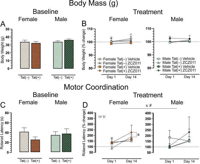 Effect of acute and chronic ZCZ011 treatment (10 mg/kg) on body weight and motor coordination.(A) Baseline body weight (g) of female and male mice was taken before starting drug treatment. No significant differences were found in body weight for mice based on sex or genotype. (B) Body weight is represented as percent change from baseline, set at 100%, after acute (Day 1) and chronic (Day 14) treatment. No significant differences were noted for either females and males. (C) No significant differences were found in the rotarod latency (s) at baseline for females and males. (D) Significant effects were noted for rotarod latency, represented as percent change from baseline, set at 100%, after acute and chronic vehicle or ZCZ011 treatment. All data are expressed as mean ± the standard error of the mean (SEM). Statistical significance was assessed by overall ANOVAs; κp = 0.01 main effect of time; non-significant trend, #p = 0.08 main time x drug interaction. Separate ANOVAs for females and males; ωp = 0.01 main effect of time for females; υp = 0.05 main drug x time interaction for females. Follow-up Tukey’s post hoc tests; ap < 0.05 ZCZ011-treated Tat(–) and Tat(+) female mice on Day 1 vs. Day 14. ZCZ011 dose = 10 mg/kg. N = 32(16f).