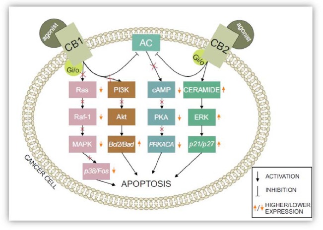ECS system-related pathways: The activation of CB1/CB2 receptors has an immense effect on the fate of cells, leading them to apoptosis. Adenylyl cyclase is inhibited by the activation of both cannabinoid type 1 and type 2 receptors. Inhibiting various pathways — including the PI3K/Akt pathway and cAMP-dependent PKA and Ras phosphorylation — results in stimulating cell death through numerous secreted molecules, such as Bad, Bcl2, and Fos. Secreting apoptotic proteins, such as p27 and p21 via ceramide synthesis, speeds up the process of apoptosis.