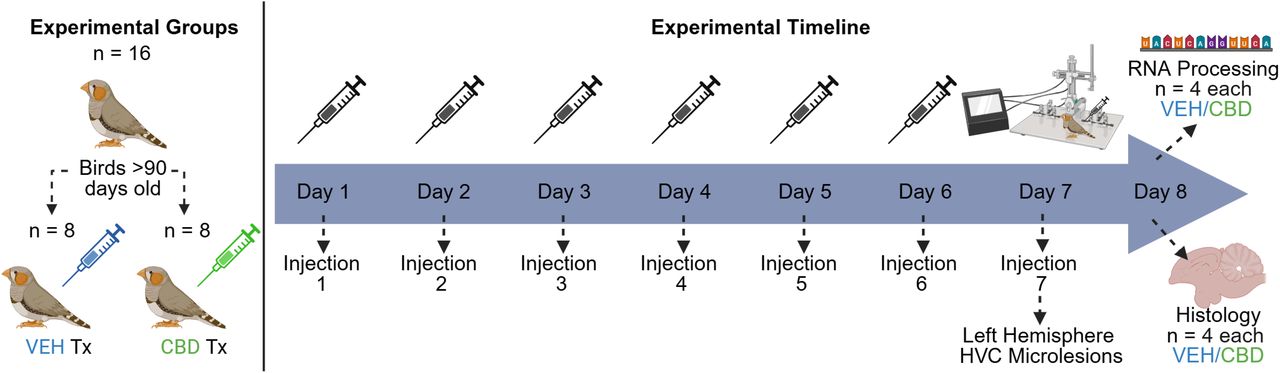 Experimental design and treatment timeline.Adult male zebra finches (> 90 days post-hatch; n = 16 total) were randomly assigned to vehicle (VEH; n = 8) or cannabidiol (CBD; n = 8) treatment groups. Animals received once-daily intramuscular injections (50 µl volume) for 6 consecutive days (Days 1–6), with CBD dosed at 10 mg/kg. This repeated pretreatment regimen was used to allow time for CBD accumulation in tissues (given its high lipophilicity and prolonged elimination half-life) to approach steady-state levels prior to surgery. On Day 7, a final pre-operative injection was administered, immediately followed by unilateral HVC microlesion surgery. Birds were euthanized 24 h post-surgery (Day 8) to capture acute injury responses. For histological analyses (n = 4 per group), birds were transcardially perfused with paraformaldehyde and brains fixed for sectioning. For RNA analyses (n = 4 per group), brains were rapidly extracted, and fresh tissue microdissected from song control nuclei (HVC, RA, Area X) for immediate RNA processing.