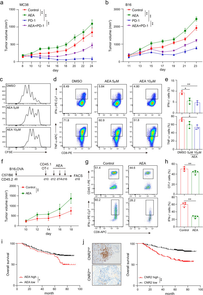 Endocannabinoid AEA inhibits function and expansion of CD8+ T cells. Mice bearing MC38 (a) or B16 (b) tumors were treated with DMSO, AEA, PD-1 antibody, or AEA plus PD-1 antibody on day 10 after tumor inoculation. Tumor volumes were measured every other day (two-way ANOVA, mean ± SEM, *P < 0.05, and **P < 0.01). Wild-type CD8+ T cells were stimulated with 5 μg/ml plate-bound anti-CD3 and anti-CD28 antibodies, and were incubated with different concentrations of endocannabinoid AEA simultaneously for 48 h. c The proliferation of CD8+ T cells was measured by CFSE dilution. d, e The production of IFN-γ and TNF-α cytokines in CD8+ T cells were detected by intracellular staining (mean ± SD, *P < 0.05, **P < 0.01). Statistical significance was assessed by ordinary one-way ANOVA. Data are representative of three independent experiments. B16-OVA tumors were established subcutaneously in 6–10 weeks old C57BL/6J mice 10 days before adoptive cell transfer of 1× 106 OT-I T cells (CD45.1+) and AEA was intraperitoneally injected on day 12, 14, and 16. f Tumors were measured every 2 days and the volume was calculated. Data in bar graphs represent mean ± SEM, three independent experiments were performed. g, h The frequencies and numbers of OT-I T cells in tumors and the production of IFN-γ in OT-I T cells from tumor after in vitro activation with PMA and Ionomycin were shown. i Kaplan–Meier estimates of overall survival comparing high to low levels of AEA in serum of lung cancer patients measured by ELISA. Data are shown as mean ± SEM; log-rank test. j Representative IHC images of CNR2high and CNR2low tumor sections stained with CNR2 (left). Scale bars correspond to 100 μm. Kaplan–Meier estimates of patients’ overall survival comparing high to low expression of CNR2 (right). Statistical significance was assessed by the log-rank (Mantel–Cox) test of survival curve.