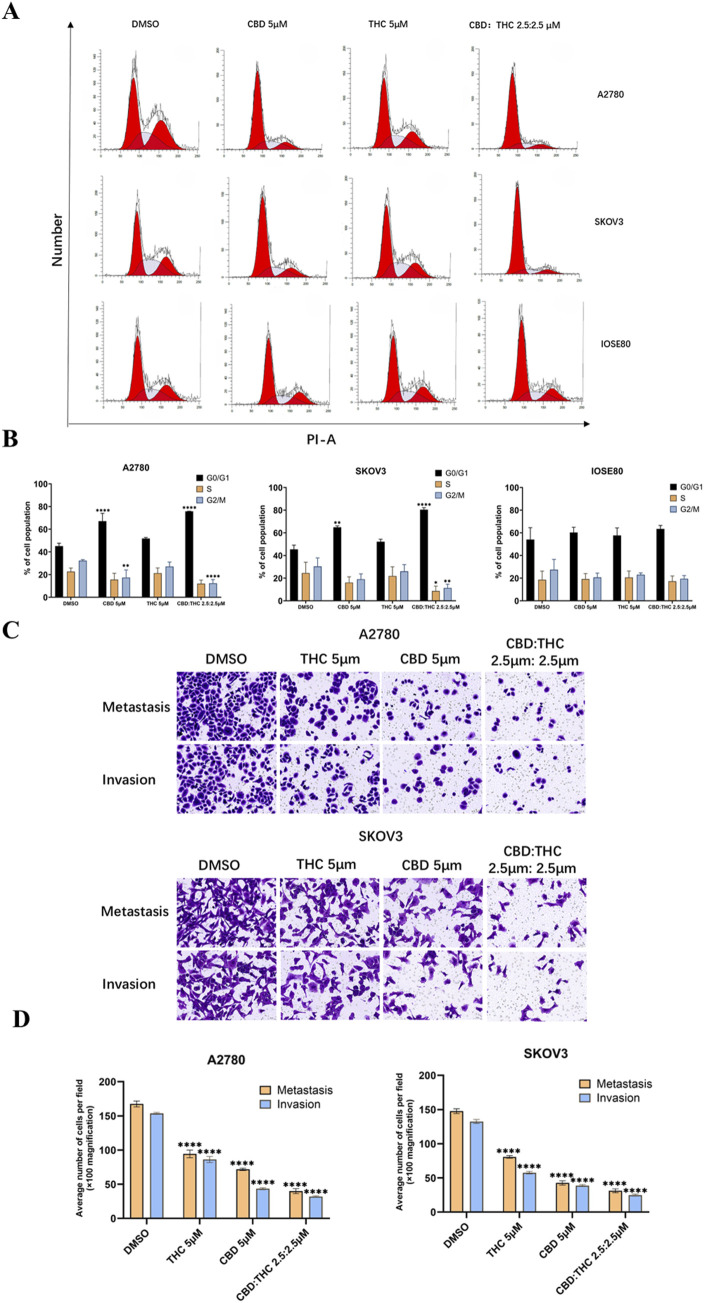 Panel A shows flow cytometry histograms of cell cycle distribution for A2780, SKOV3, and IOSE80 cells treated with DMSO, CBD, THC, and a combination of CBD:THC. Panel B presents bar graphs of the percentage of cell populations in G0/G1, S, and G2/M phases for each treatment. Panel C provides microscopy images demonstrating metastasis and invasion abilities of A2780 and SKOV3 cells under different treatments, stained and shown in purple. Panel D displays bar graphs of the average number of metastatic and invasive cells for A2780 and SKOV3, with significant differences indicated by asterisks.