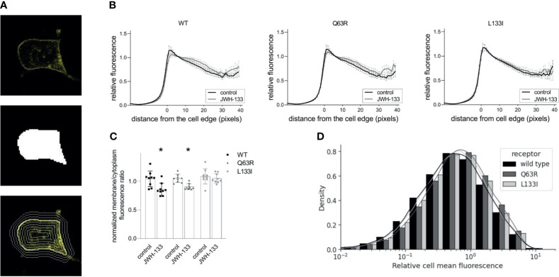 CB2R distribution in HEK 293T cells following stimulation with JWH-133: HEK 293T cells were co-transfected with YFP-tagged CB2R isoforms and L10-cerulean. Confocal microscopy images were taken with Zeiss LSM 710 confocal laser-scanning microscope, and the cells were detected with cellpose, a neural network-based algorithm. For each cell, a mask covering the cell was determined (A, top, and middle), and the mask was iteratively dilated or eroded resulting in a total of 60 contours (examples are shown on A, bottom). (B) Cell fluorescence profile was determined by measuring average fluorescence under each contour in control and stimulated HEK293T cells. Cells expressed either CB2R-WT-YFP, CB2R-Q63R-YFP, or CB2R-L133I-YFP. Mean values ± S.E.M. @ are shown (n=9, ~50000 cells total). (C) Membrane (0-5 pixels from cell edge)/cytoplasm (>5 pixels from cell edge) fluorescence ratios for the wild-type and mutant CB2Rs in control and stimulated cells. Mean ± S.E.M. @ are shown from n=9 experiments. * indicates a significant difference between control and stimulated samples (p<0.05), analyzed with two-way ANOVA (stimulation, mutation) using Tukey’s post hoc test for multiple comparisons. (D) Cell fluorescence distribution in 9 experiments representing ~50000 cells. Fluorescence is normalized to average overall cell fluorescence in each experiment.