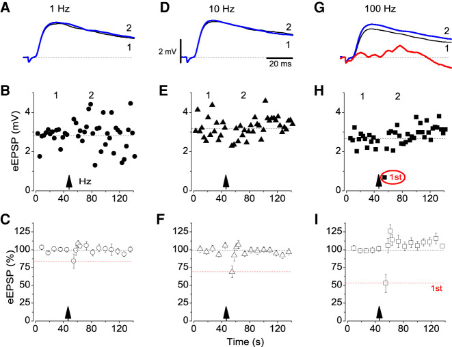 Effects of cortical inputs’ stimulation on response of interneurons. (A) The magnitude of eEPSPs before (1) and after (2) the application of 1 Hz paradigm are superimposed. (B) Data points collected at 0.33 Hz from the same single representative experiment shown in A. (C) Normalized mean amplitude values (n = 12). (D–F) Recordings at 10 Hz (n = 11). (G–I) The response at 100 Hz (n = 9); note almost complete absence of the first response to stimulation, however, spontaneously occurring EPSPs (red trace). Scale bars for A, D, and G are identical. Error bars are ±SEM.