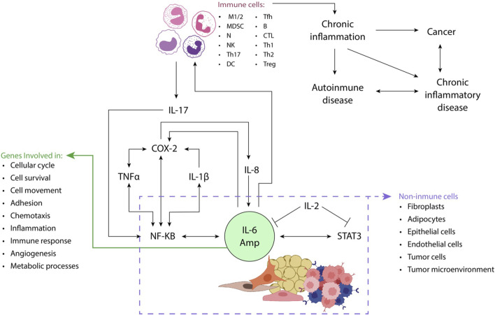 STAT3 (e.g., IL-6) and NF-κB (e.g., IL-17 or TNFα) activators play a crucial role in enhancing the production of proinflammatory mediators, including IL-6, from non-immune cells such as fibroblasts and adipocytes. This process gives rise to an amplification mechanism known as the IL-6 amplifier (IL-6 Amp). Through the production of chemokines, IL-6 Amp facilitates the recruitment of immune system cells such as activated T-cells to the site of inflammation. The dynamic interaction between immune and non-immune cells further reinforces the IL-6 Amp, leading to an increased expression of genes involved in diverse cellular processes, including cell proliferation, survival, and migration, inflammation, and angiogenesis, among others. This intricate interplay underscores the significance of STAT3 and NF-κB activation in orchestrating a cascade of events that contribute to the sustained and heightened inflammatory response within the affected tissue implicated in cancer and chronic inflammatory diseases. Adapted from (Hirano, 2021b).