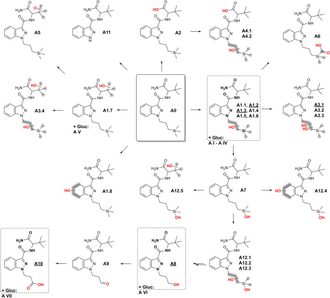 Postulated structures of metabolites of ADMB-3TMS-PrINACA found in vitro (pHLMs and PHH) and in vivo (urine) and their proposed metabolic pathways. Metabolites in dashed line boxes and underlined IDs are suggested as suitable urinary biomarkers. IDs in italics were only found in vitro. Gluc glucuronic acid conjugate. It was not possible to determine the exact site of biotransformation for the structural units highlighted in gray. The double arrows indicate a potentially complex, multi-step biotransformation process