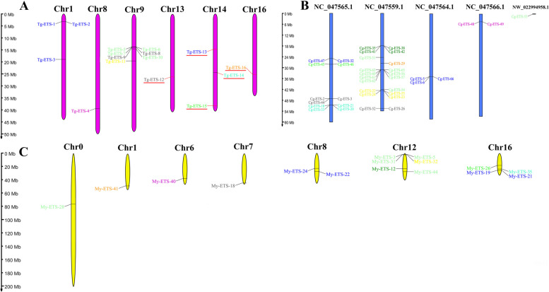 Chromosome distribution of ETS genes in three bivalve T. granosa (A), C. gigas (B), and M. yessoensis (C). For the sake of conciseness, ETS proteins produced by different splicing modes of the same gene in C. gigas and M. yessoensis were hidden. The color of each gene indicated the corresponding family, and the assigned color scheme was congruent with that presented in Fig. 1. The present study highlighted the ETS genes that exhibit statistically significant differences in expression levels between the high and low THC of T. granosa, as indicated by the genes that were denoted by the red underline