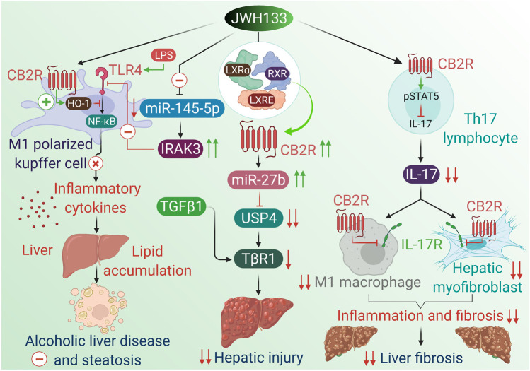 The hepatoprotective effects and mechanism of JWH133.