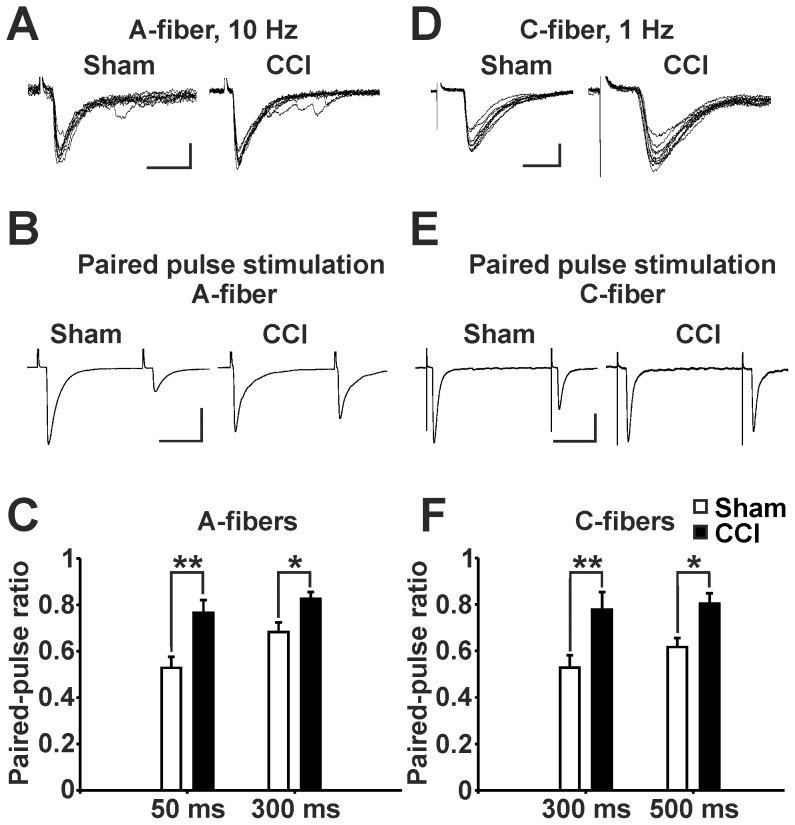 Paired-pulse ratio recorded from EGFP-labeled, GABAergic neurons following dorsal root stimulation is increased after CCI treatment.(A) Overlaid monosynaptically evoked Aδ-fiber EPSCs during 10 Hz stimulation (scale bars: 10 ms, 50 pA). (B) Averaged traces of paired-pulse recordings following Aδ-fiber stimulation at 50 ms interstimulus interval (scale bars: 20 ms, 100 pA). (C) Paired-pulse ratio following Aδ-fiber stimulation was increased in CCI treated mice at 50 ms interstimulus interval (sham n = 19, CCI n = 20, ** P < 0.01, two-way ANOVA) and at 300 ms interstimulus interval (sham n = 21, CCI n = 20, * P < 0.05, two-way ANOVA). Data: mean ± s.e.m. (D) Overlaid monosynaptically evoked C-fiber EPSCs during 1 Hz stimulation (scale bars: 10 ms, 50 pA). (E) Averaged traces of paired-pulse recordings following C-fiber stimulation at 300 ms interstimulus interval (scale bars: 100 ms, 100 pA). (F) Paired-pulse ratio following C-fiber stimulation was increased in CCI treated mice at 300 ms interstimulus interval (sham n = 13, CCI n = 13, ** P < 0.01, two-way ANOVA) and at 500 ms interstimulus interval (sham n = 16, CCI n = 16, * P < 0.05, two-way ANOVA). Data: mean ± s.e.m.