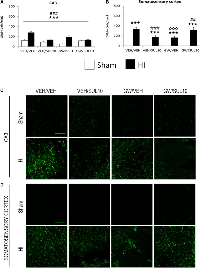 Effects of an acute administration of octadecylpropyl sulfamide (SUL10, 10 mg/kg) and GW6471 (GW, 1 mg/kg) on the number of GFAP positive cells induced by HI in the CA3 area of the hippocampus and the somatosensory cortex. (A,C) In the CA3, a significant effect of lesion [F(1,51) = 40.3, p < 0.001], treatment [F(1,51) = 17.8, p < 0.001], and significant interactions between antagonist and treatment [F(1,51) = 21.0, p < 0.001], and between treatment and lesion [F(1,51) = 30.2, p < 0.001] were observed. p < 0.001 (lesion effect) ###p < 0.001 (treatment effect). (B,D) In the somatosensory cortex, significant effects of lesion [F(1,51) = 146.7, p < 0.001], and interactions between antagonist and treatment [F(1,51)14.8, p < 0.001], and between antagonist, treatment and lesion [F(1,51) = 14.8, p < 0.001] were observed. The data represent mean + SEM cells per mm2 in VEH/VEH (n = 10 HI mice; n = 7 sham-operated), VEH/SUL10 (n = 9 HI mice; n = 8 sham-operated), GW/VEH (n = 6 HI mice; n = 7 sham-operated), GW/SUL10 (n = 5 HI mice; n = 7 sham-operated) treatment groups. The panels show representative images of GFAP expression in CA3 (C) and somatosensory cortex (D). Scale bar = 100 μm. p < 0.001 vs. sham-operated mice of the same group; p < 0.001 vs. VEH/VEH HI mice; ##p < 0.01, ###p < 0.001 vs. VEH/SUL10 HI mice.