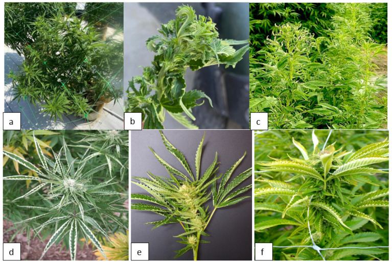 Cannabis plants with symptoms of Beet curly top virus infection were subjected to molecular diagnostics in this study. (a,b) Indoor-grown plants. (c–f) Outdoor plants of four different genotypes show varying symptoms attributed to BCTV. Confirmation of virus presence was achieved by RT-PCR with universal primers for BCTV.