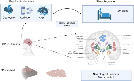 Diagram showing brain regions EP/GPi and Lateral Habenula linked to psychiatric disorders, sleep regulation, and motor control.