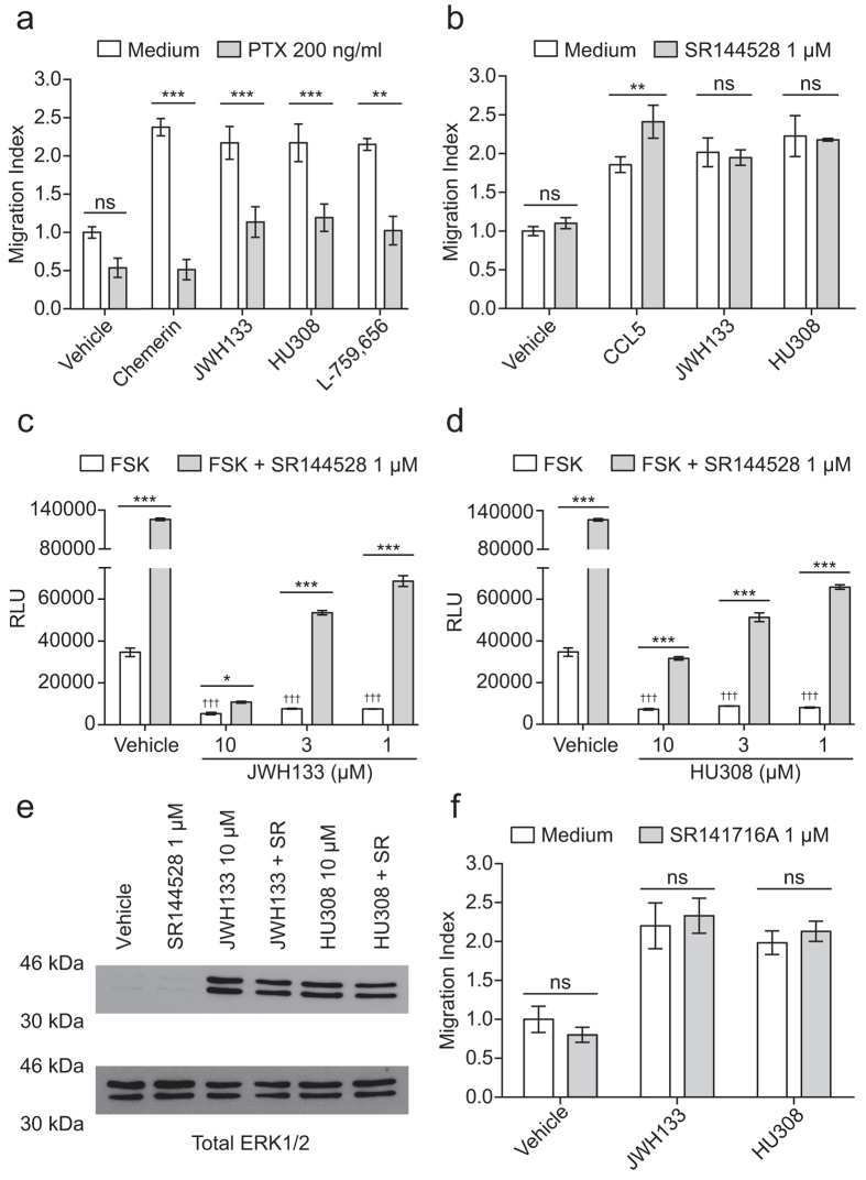 Chemotaxis towards CB2 selective agonists is blocked by pertussis toxin, but not by CB2 or CB1 inverse agonists. Bio-gel elicited PECs were incubated with either vehicle, (A) 200 ng/ml pertussis toxin (PTX) for 90 min or (B) 1 μM SR144528 for 30 min at 37 °C, 5% CO2. Following treatment, cells were allowed to migrate for 3-4 hours at 37 °C, 5% CO2 toward vehicle, 5 nM chemerin, 5 nM CCL5 or 10 μM cannabinoid. For experiments using SR144528, 1 μM was added in the lower chamber alongside the indicated chemoattractant. Data are mean ± SEM, (A) n = 4-11, (B) n = 3-10 biological replicates with 3-4 technical replicates per condition. (C,D) CHO-K1 cells expressing human CB2 were incubated for 30 min at 37 °C, 5% CO2 with either vehicle or SR144528 (1 μM - final assay concentration). Following treatment, vehicle, JWH133 (C) or HU308 (D) was added in assay buffer containing forskolin (FSK – 20 μM final assay concentration) to give the indicated final concentrations. The cells were then incubated for 30 min at 37 °C, 5% CO2 before the addition of the detection reagents. Data are mean ± SEM, n = 6. (E) Enriched macrophages were stimulated with either vehicle, or 10 μM cannabinoid in the presence and absence of 1 μM SR144528. Relative levels of phosphorylated ERK1/2 and total ERK1/2 were determined by western blotting. Blot is representative of n = 3 independent biological replicates. (F) Bio-gel elicited murine PECs were incubated with either vehicle or 1 μM SR141716A for 30 min at 37 °C, 5% CO2. Following treatment, cells were allowed to migrate for 3-4 hours at 37 °C, 5% CO2 toward vehicle or 10 μM cannabinoid. SR141716A at 1 μM was added in the lower chamber alongside the indicated cannabinoid. Data are mean ± SEM, n = 4 biological replicates with 3-4 technical replicates per condition. For all data, statistical analysis was conducted by two-way ANOVA with Sidak’s multiple comparisons correction. ns P > 0.05, * P < 0.05, ** P < 0.01, *** P < 0.001, for indicated comparisons. ††† P < 0.001, compared to vehicle + FSK alone.