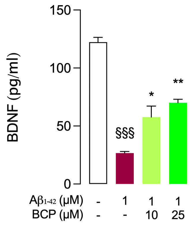 BCP restores Aβ1-42-dependent decrease in BDNF levels in mouse BSCs. As shown, 10 and 25 μM BCP pretreatment increases BDNF levels in mouse BSCs exposed to Aβ1-42 1 μM for 24 h, and bars indicate the release (pg/mL) of BDNF. Statistical analysis was performed using ordinary one-way ANOVA followed by Tukey’s multiple comparison test. §§§ p < 0.005 compared to control slices; * p < 0.05, ** p < 0.01 compared to slices exposed to Aβ 1 μM treatment for 24 h.