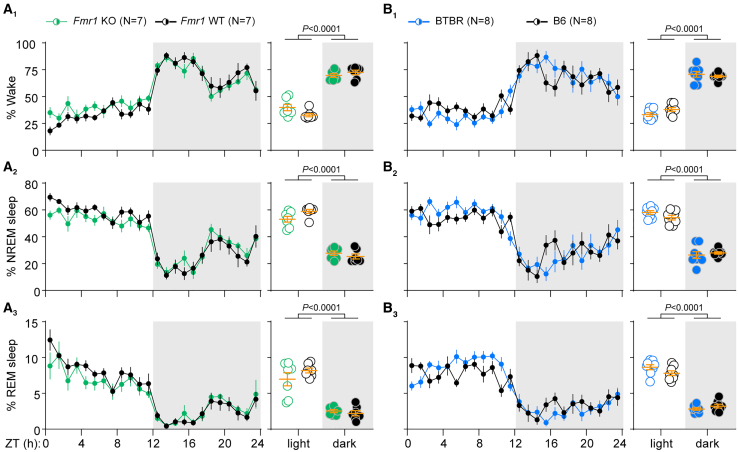 Sleep timing is normal in Fmr1 KO and BTBR mice(A) Percent time Fmr1 mice spent awake (A1), in NREM sleep (A2), and in REM sleep (A3). There was no significant main effect of genotype or genotype × time of day interaction for any arousal state when data were broken into 1h bins (left) or averaged across the 12-h light and dark phases (right). There was a significant main time of day effect for all states (∗p < 0.05 vs. ZT0, Holm-Sidak post-hoc test).(B) Percent time BTBR and B6 mice spent in each arousal state. BTBR mice displayed grossly normal sleep timing (i.e., slept more during the light phase) and there was no significant main effect of genotype for any arousal state. There were small but significant interaction effects for wake (B1) and REM sleep (B3) when data were broken into 1h bins (left) and for REM sleep (B3) when data were averaged into 12h bins (right). There was a significant main time of day effect for all states (∗p < 0.05 vs. ZT0, Holm-Sidak post-hoc test). Data were averaged over 3 recording days for each mouse prior to statistical analysis. All data were analyzed using two-way repeated measures ANOVAs. Data are shown as mean ± SEM. N = number of mice. See also Figure S3. For detailed test statistics, see Table S3.