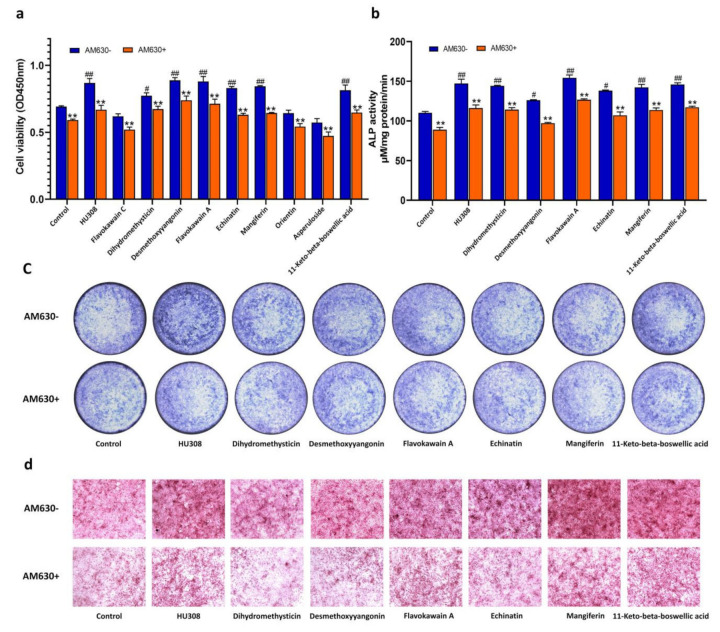 Effects of the screened compounds on the function of osteoblasts derived from bone marrow mesenchymal stem cells (BMSCs). (a) Proliferation of BMSCs. After 48-h treatment of BMSCs with HU308 and screened compounds, cell viability was detected by CCK8. (b) ALP activity. BMSCs were treated for seven days in the presence or absence of 1 μM AM630, ALP activities were measured by p-nitrophenyl sodium phosphate method. (c) ALP staining. The BMSCs cells were treated for five days in the presence or absence of 1 μM AM630, ALP activity was stained with BCIP/NBT assay kit. (d) Bone mineralization nodule staining. BMSCs were treated with screened compounds for 14 days in the presence or absence of 1 μM AM630, the bone mineralization nodules were detected by alizarin red staining. The data shown are from three independent experiments and expressed as mean ± SD (n = 3). # p < 0.05 and ## p < 0.01 compared with the control. ** p < 0.01 compared with the corresponding compounds treatment group.