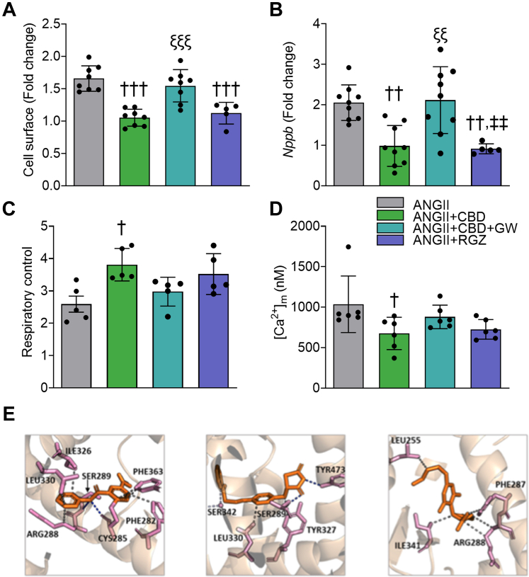 Activation of PPAR-γ Mimics the Anti-Inflammatory and Antiremodeling Effects of CBD in Hypertrophic H9c2 Cells, and CBD Interacts Similarly to Other Agonists With PPAR-γ(A) Cell surface area. (B) BNP (Nppb gene). (C) Respiratory control. (D) Mitochondrial Ca2+ content [Ca2+]m. The groups of angiotensin II (ANGII) + CBD and ANGII + CBD + GW9662 (GW) in A-D were treated with 0.01 μmol/L of CBD. Data are presented as mean ± SEM; n = 5-6; dots represent individual values; analyzed by 1-way analysis of variance test with post hoc Tukey multiple comparisons test. †P < 0.05, ††P < 0.01, and †††P < 0.001 compared with ANGII. P < 0.001 compared with ANG+CBD, P < 0.01 compared with ANGII + CBD + GW. (E) Crystallographic structure of peroxisome proliferator-activated receptor γ (PPAR-γ)-GW (PDB ID: 6md1) (left), PPAR-γ-rosiglitazone (RGZ) (PDB ID: 5ycp) (middle), and the predicted docking pose of CBD bound to PPAR-γ (right). Abbreviations as in Figure 1.