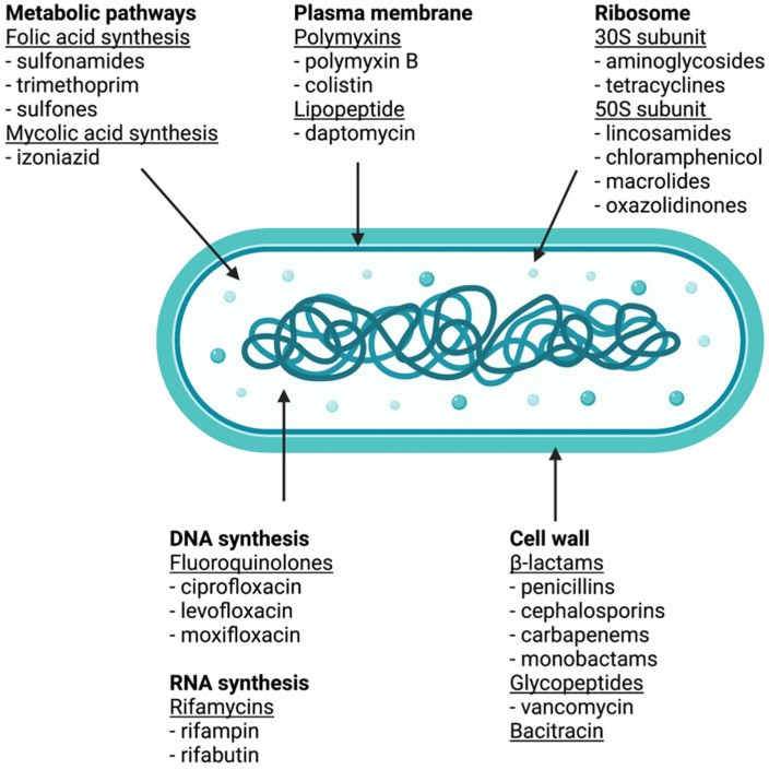 Classes of antibacterial compounds based on their bacterial target. Figure created with BioRender.com.